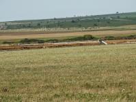 Imagine atasata: A1-Tm-Lg-dorum-2014-Aug-09.JPG